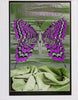Iron Butterfly en concierto (1968)
