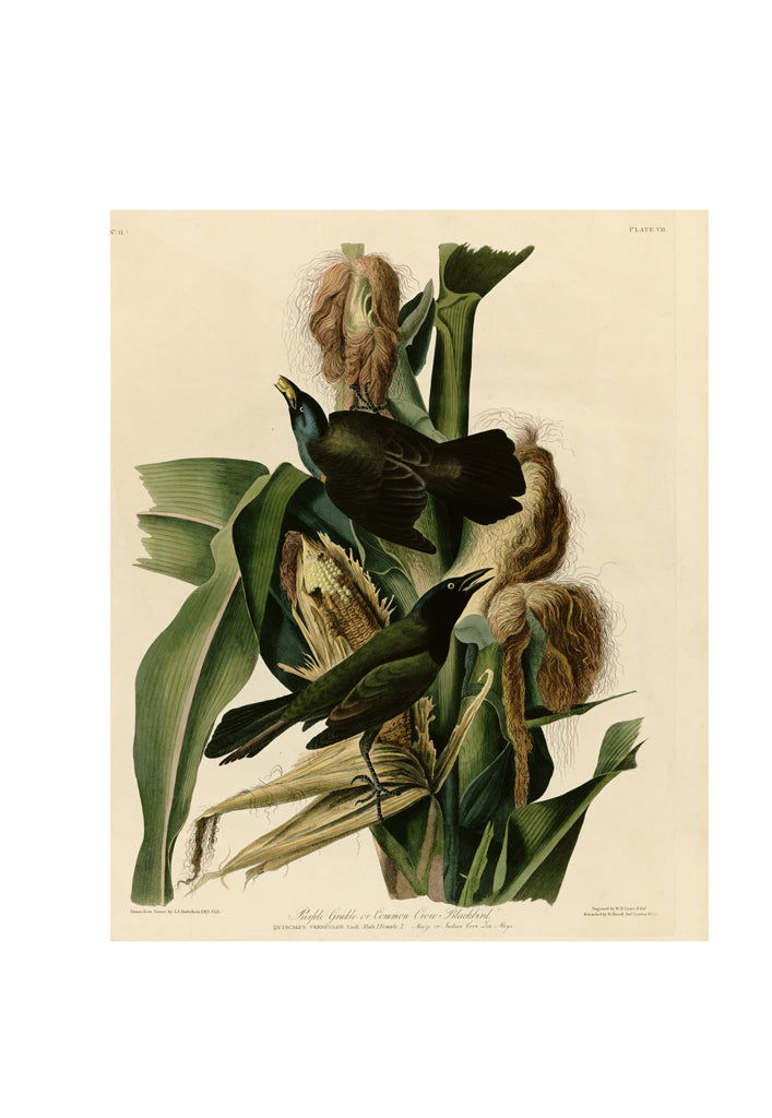 John James Audubon