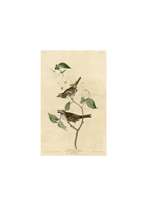 John James Audubon