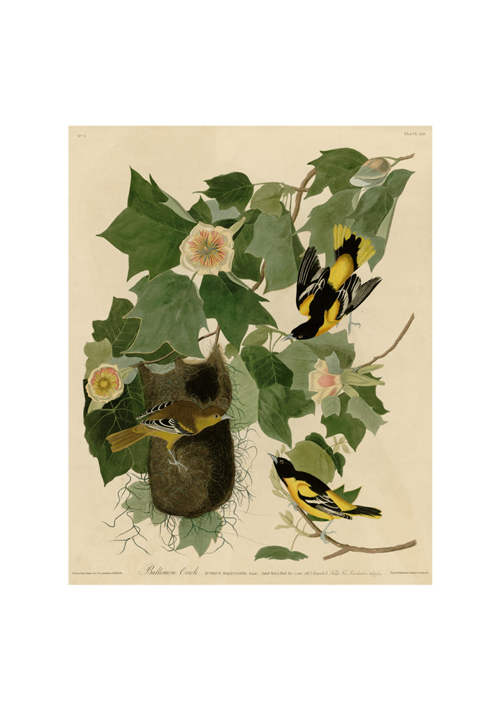 John James Audubon