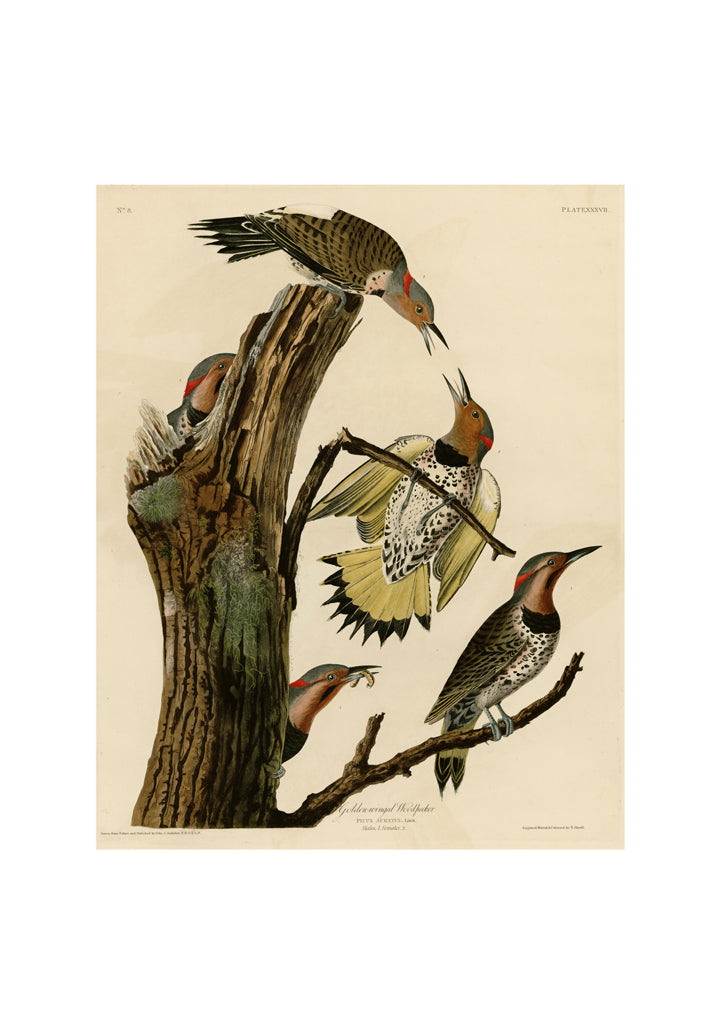 John James Audubon