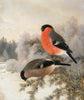 Ferdinand Von Right