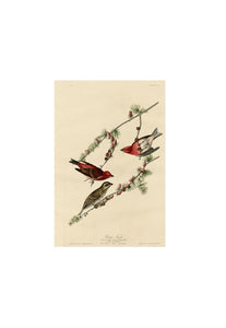 John James Audubon