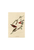 John James Audubon