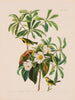 John James Audubon