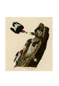John James Audubon