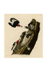 John James Audubon