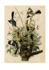 John James Audubon