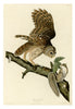 John James Audubon