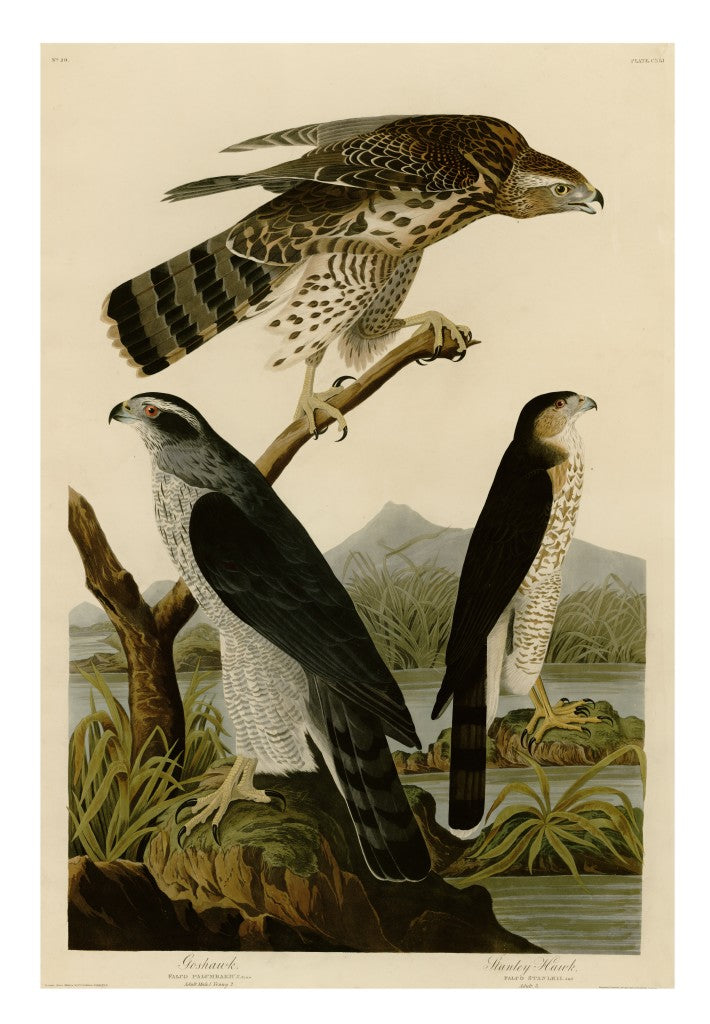 John James Audubon