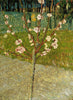 Vincent Van Gogh