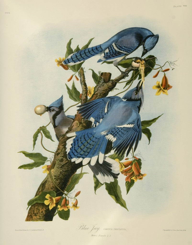 John James Audubon
